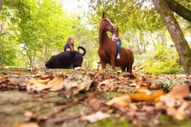 Préparation de shooting équin